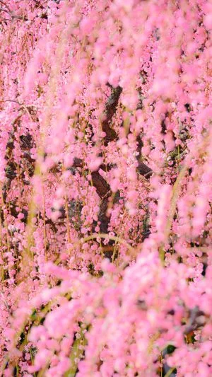 無料スマホ壁紙 しだれ梅のシャンデリア。AndroidとiPhoneに対応した4K高画質の無料待ち受け画像。三重県津市の結城神社の梅苑で撮影したフリー写真素材