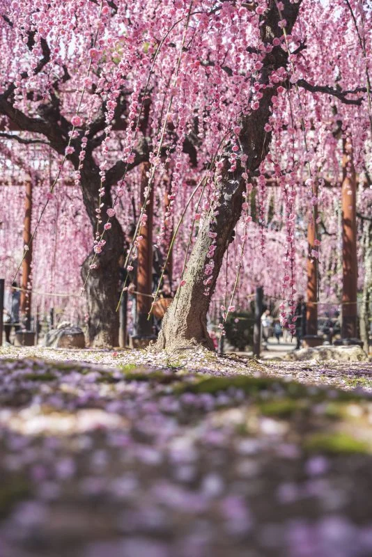 無料スマホ壁紙 ２本のしだれ梅。AndroidとiPhoneに対応した4K高画質の無料待ち受け画像。三重県津市の結城神社の梅苑で撮影したフリー写真素材