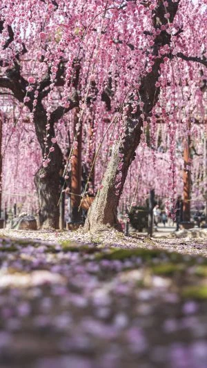 無料スマホ壁紙 ２本のしだれ梅。AndroidとiPhoneに対応した4K高画質の無料待ち受け画像。三重県津市の結城神社の梅苑で撮影したフリー写真素材