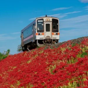 無料スマホ壁紙 青空と彼岸花と名松線。AndroidとiPhoneに対応した4K高画質の無料待ち受け画像。三重県鉄道の名松線で撮影したフリー写真素材