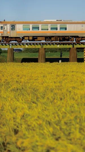 無料スマホ壁紙 権現前の稲穂。AndroidとiPhoneに対応した4K高画質の無料待ち受け画像。三重県鉄道の名松線で撮影したフリー写真素材