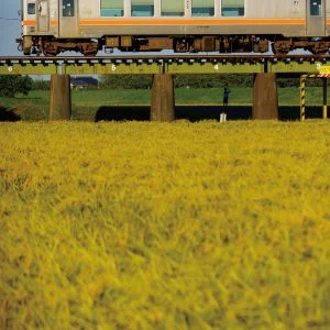 無料スマホ壁紙 権現前の稲穂。AndroidとiPhoneに対応した4K高画質の無料待ち受け画像。三重県鉄道の名松線で撮影したフリー写真素材