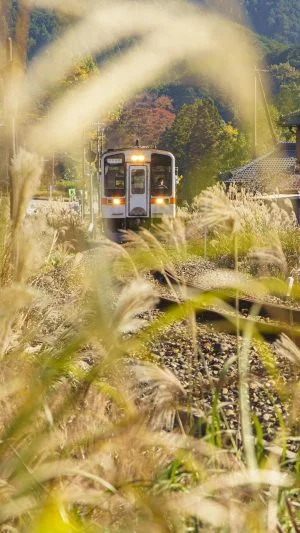 無料スマホ壁紙 伊勢奥津のススキ。AndroidとiPhoneに対応した4K高画質の無料待ち受け画像。三重県鉄道の名松線で撮影したフリー写真素材