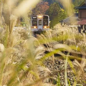 無料スマホ壁紙 伊勢奥津のススキ。AndroidとiPhoneに対応した4K高画質の無料待ち受け画像。三重県鉄道の名松線で撮影したフリー写真素材