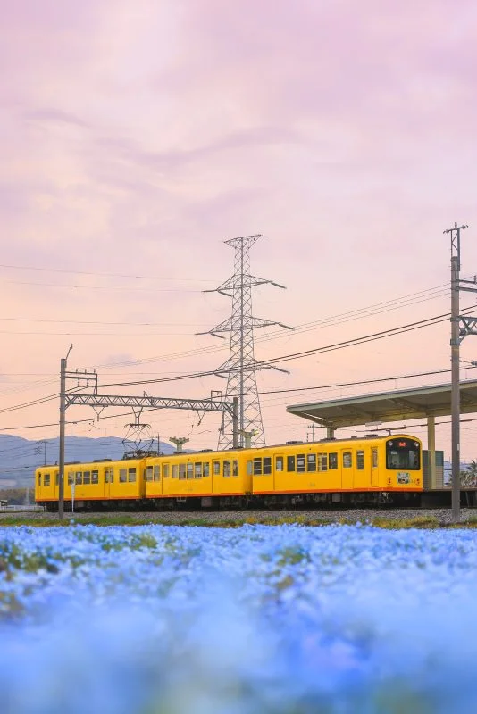 無料スマホ壁紙 夕焼け列車とネモフィラ畑。AndroidとiPhoneに対応した4K高画質の無料待ち受け画像。三重県いなべ市の大泉駅近くのネモフィラ畑で撮影したフリー写真素材