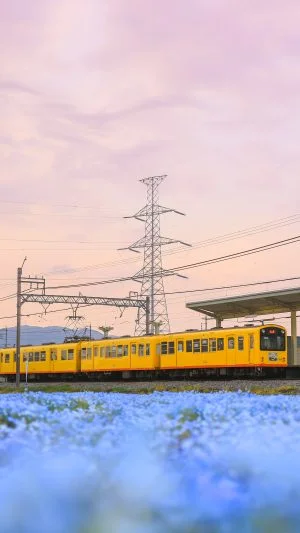 無料スマホ壁紙 夕焼け列車とネモフィラ畑。AndroidとiPhoneに対応した4K高画質の無料待ち受け画像。三重県いなべ市の大泉駅近くのネモフィラ畑で撮影したフリー写真素材