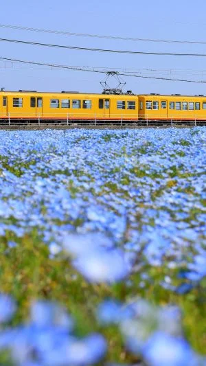 無料壁紙 ネモフィラ畑と三岐鉄道北勢線。PCとデスクトップ壁紙に最適な4K高画質の無料壁紙。三重県いなべ市の大泉駅近くのネモフィラ畑で撮影したフリー写真素材