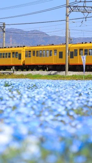 無料壁紙 青い絨毯のそばを走る列車。PCとデスクトップ壁紙に最適な4K高画質の無料壁紙。三重県いなべ市の大泉駅近くのネモフィラ畑で撮影したフリー写真素材