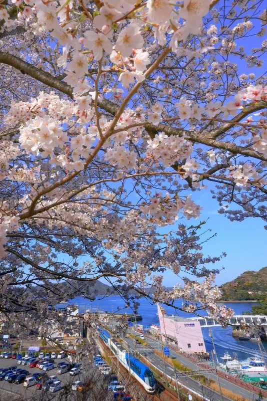 無料スマホ壁紙 桜の下を走る特急しまかぜ。AndroidとiPhoneに対応した4K高画質の無料待ち受け画像。三重県鳥羽市の城山公園（鳥羽城跡）で撮影したフリー写真素材