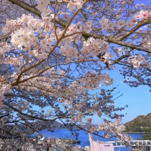 無料スマホ壁紙 桜の下を走る特急しまかぜ。AndroidとiPhoneに対応した4K高画質の無料待ち受け画像。三重県鳥羽市の城山公園（鳥羽城跡）で撮影したフリー写真素材