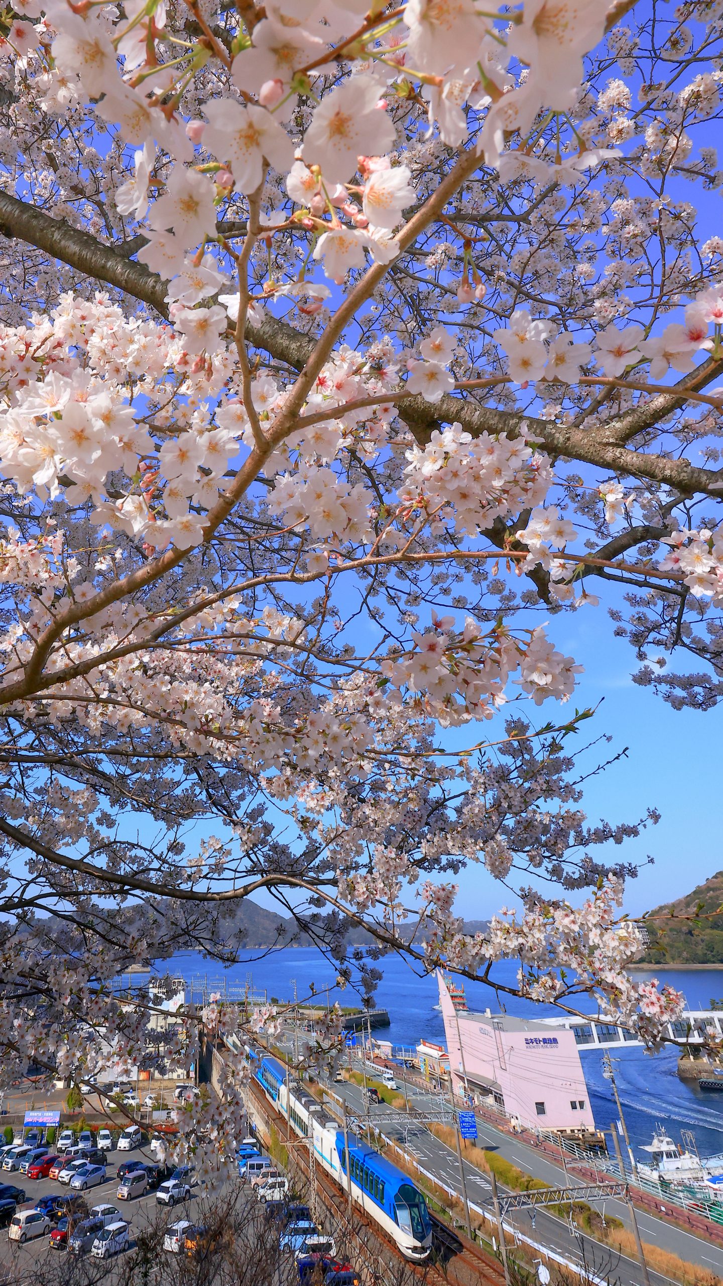 桜の下を走る特急しまかぜ(三重県鳥羽市・城山公園(鳥羽城跡))