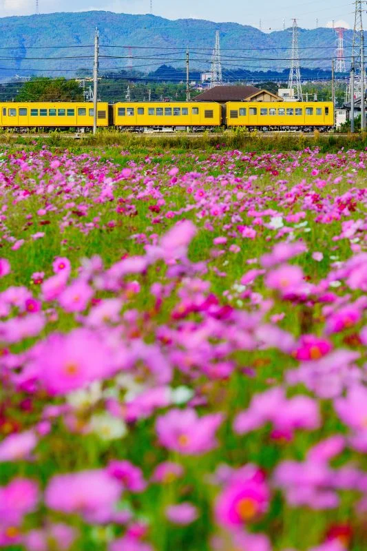 無料スマホ壁紙 コスモス畑のそばを走る三岐鉄道。AndroidとiPhoneに対応した4K高画質の無料待ち受け画像。三重県東員町の東員のコスモス畑で撮影したフリー写真素材