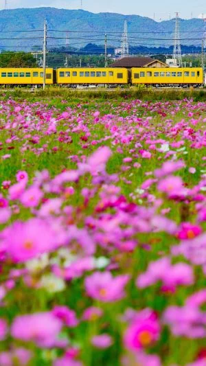 無料スマホ壁紙 コスモス畑のそばを走る三岐鉄道。AndroidとiPhoneに対応した4K高画質の無料待ち受け画像。三重県東員町の東員のコスモス畑で撮影したフリー写真素材