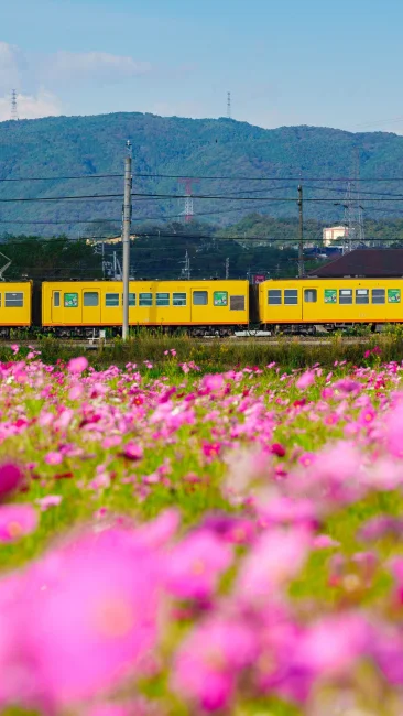 無料壁紙 三岐鉄道とコスモスの共演。PCとデスクトップ壁紙に最適な4K高画質の無料壁紙。三重県東員町の東員のコスモス畑で撮影したフリー写真素材