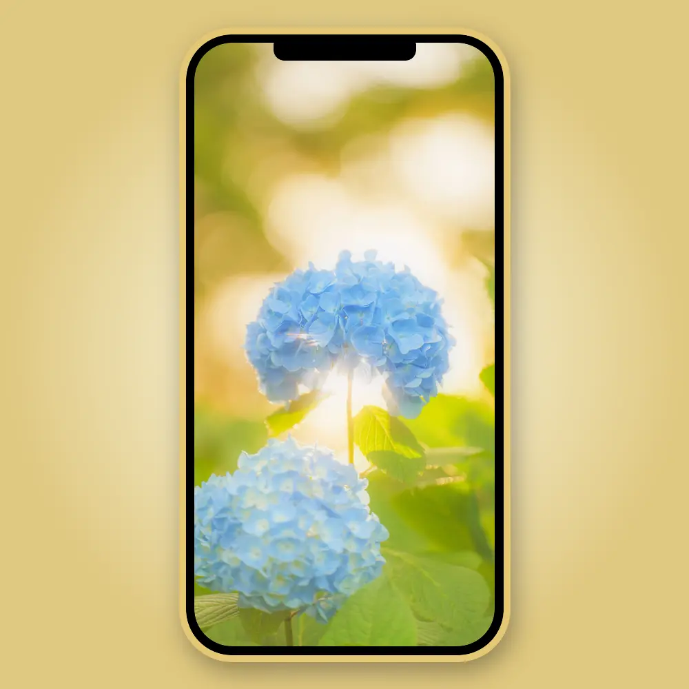 光をまとう紫陽花