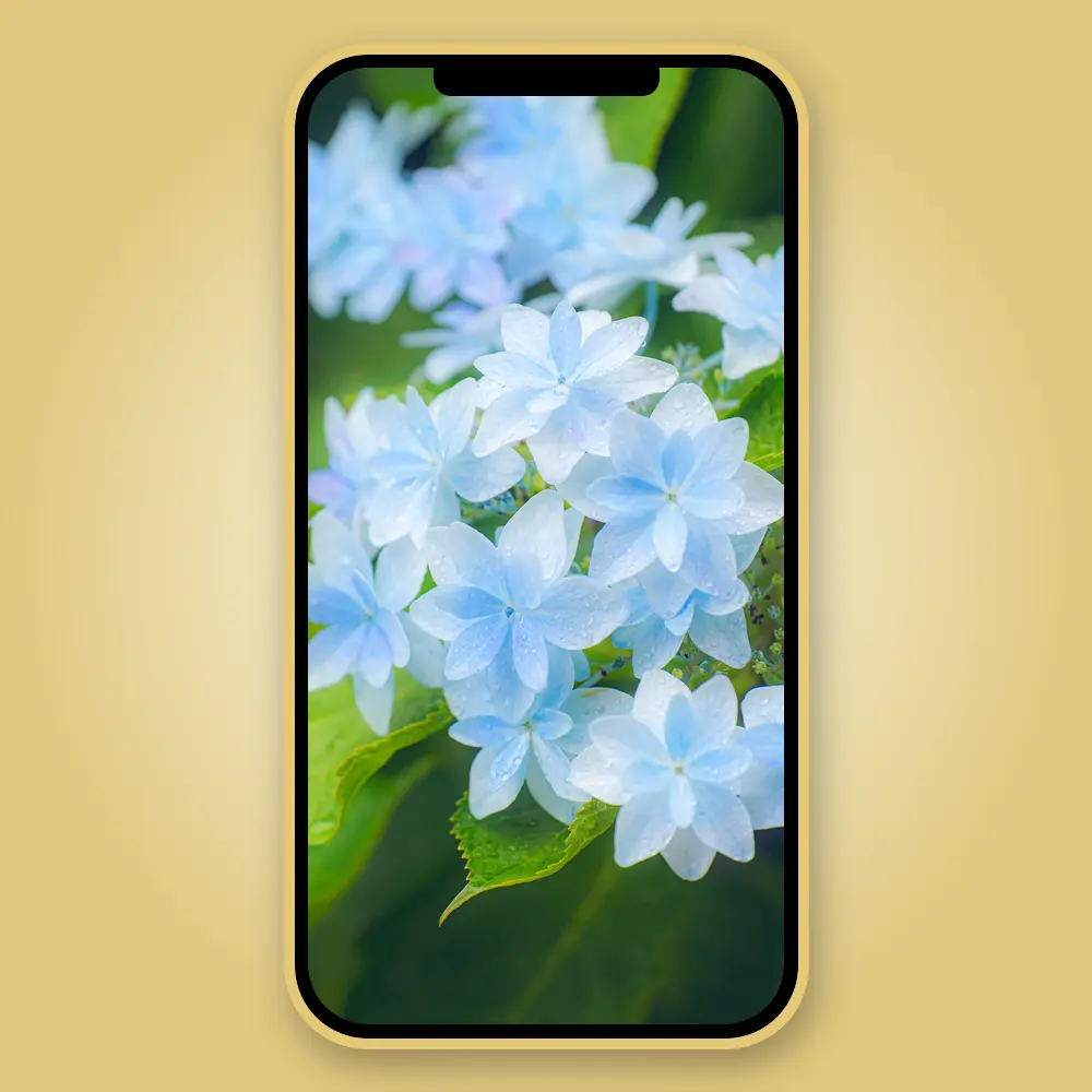 雨粒が乗る水色の紫陽花
