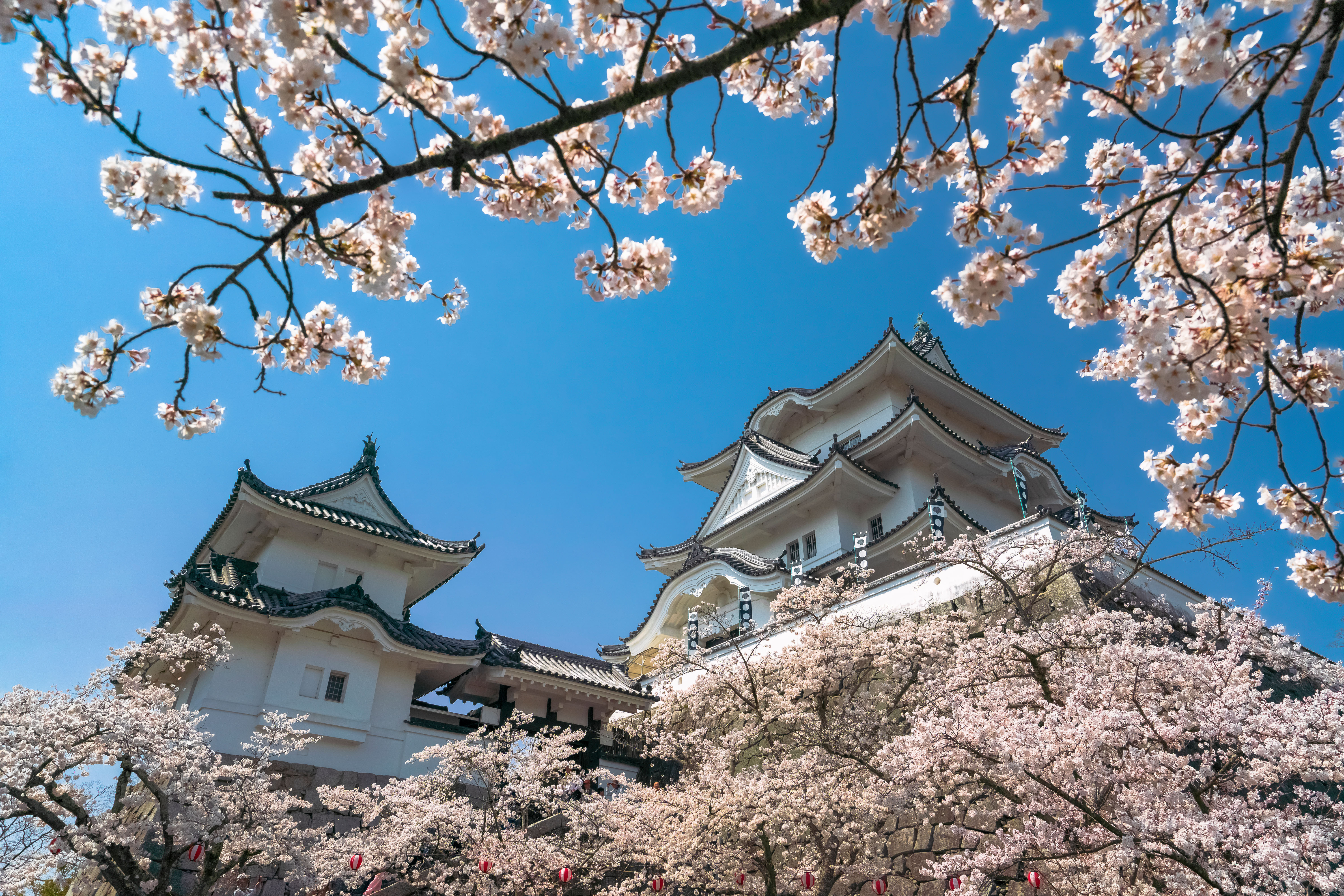 無料壁紙 伊賀上野城と桜。PCとデスクトップ壁紙に最適な4K高画質の無料壁紙。三重県伊賀市の伊賀上野城で撮影したフリー写真素材