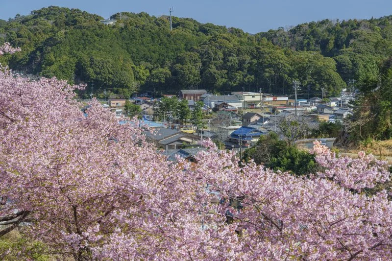 無料壁紙 東宮の町並みと河津桜。PCとデスクトップ壁紙に最適な4K高画質の無料壁紙。三重県南伊勢町の河村瑞賢公園の河津桜で撮影したフリー写真素材