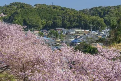 無料壁紙 東宮の町並みと河津桜。PCとデスクトップ壁紙に最適な4K高画質の無料壁紙。三重県南伊勢町の河村瑞賢公園の河津桜で撮影したフリー写真素材