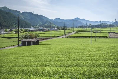 無料壁紙 飯南の茶畑。PCとデスクトップ壁紙に最適な4K高画質の無料壁紙。三重県松阪市の粥見の茶畑で撮影したフリー写真素材