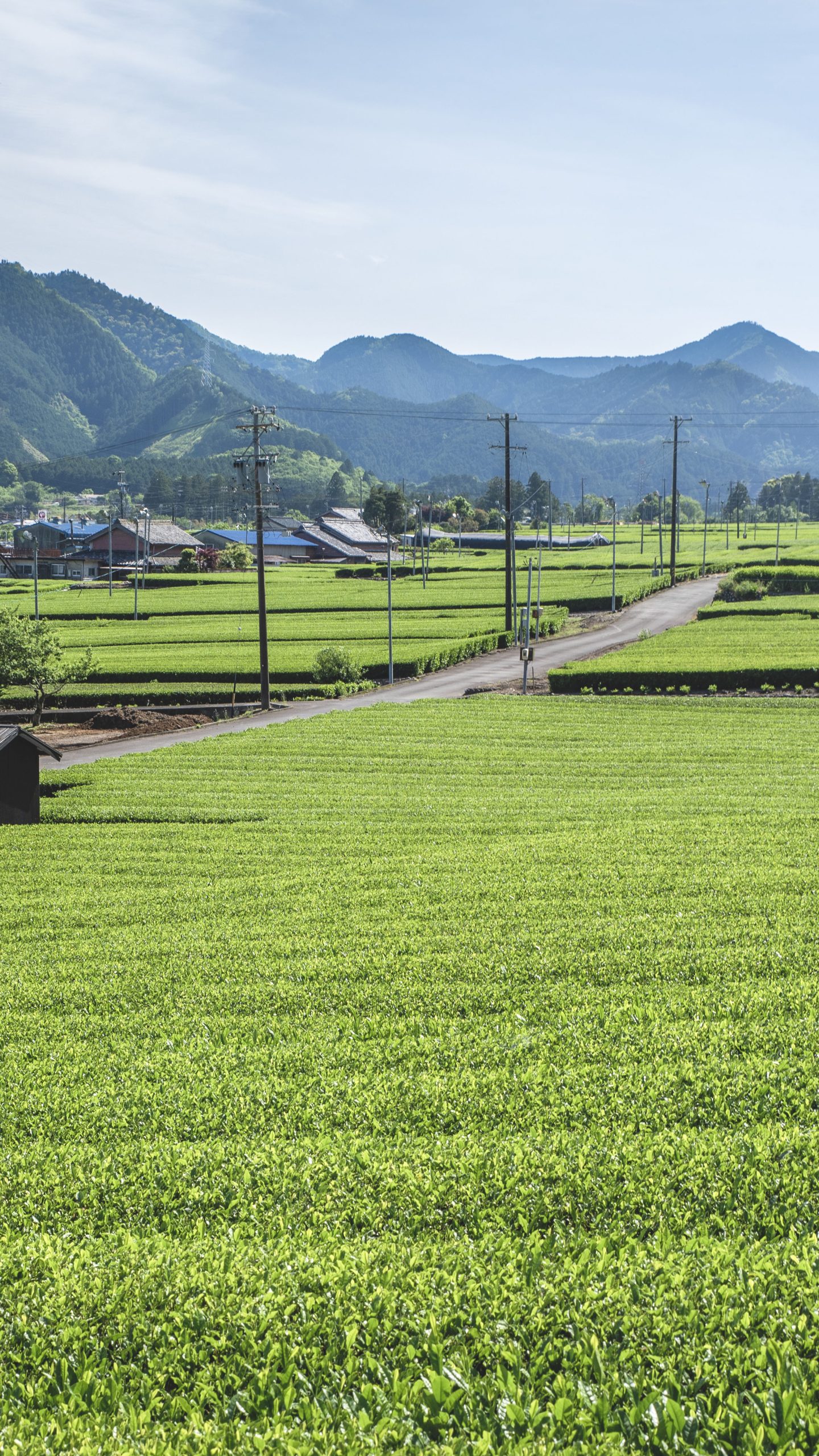 飯南の茶畑(三重県松阪市・粥見の茶畑)