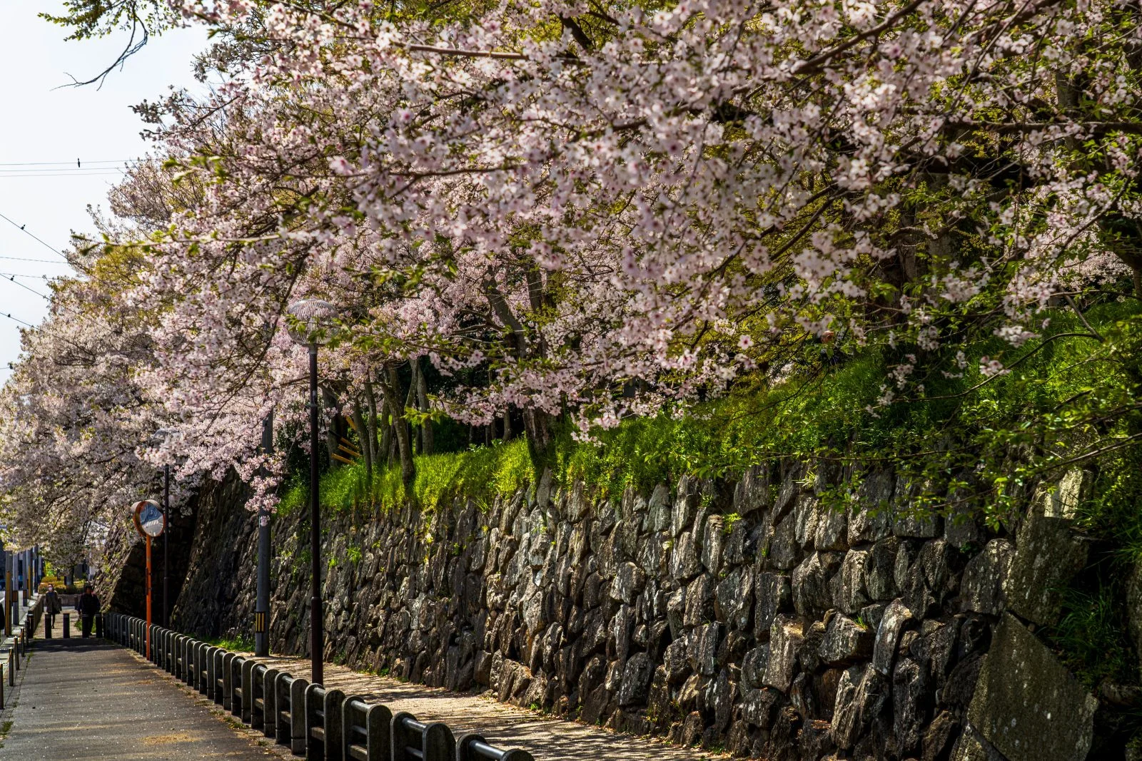 無料壁紙 石垣と桜並木。PCとデスクトップ壁紙に最適な4K高画質の無料壁紙。三重県津市の津城（お城公園）で撮影したフリー写真素材