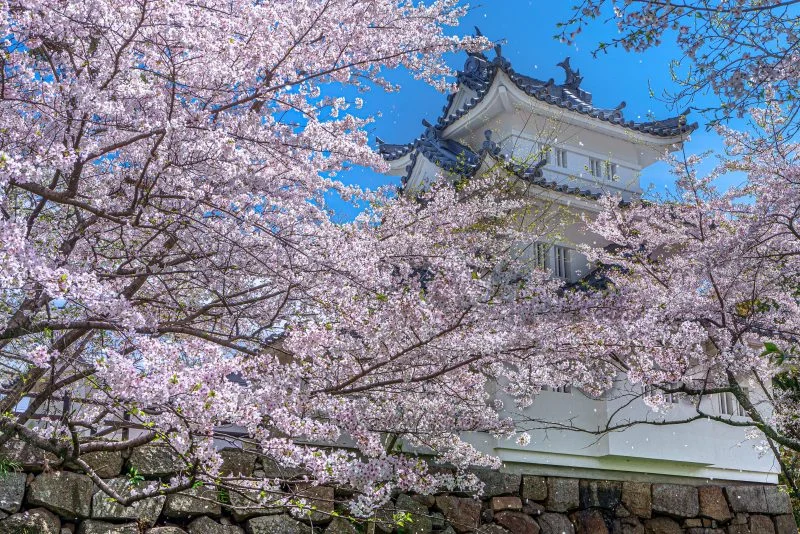 無料壁紙 桜吹雪。PCとデスクトップ壁紙に最適な4K高画質の無料壁紙。三重県津市の津城（お城公園）で撮影したフリー写真素材