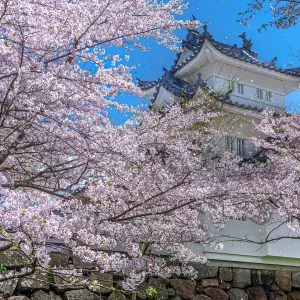 津城（お城公園）のフリー素材・壁紙