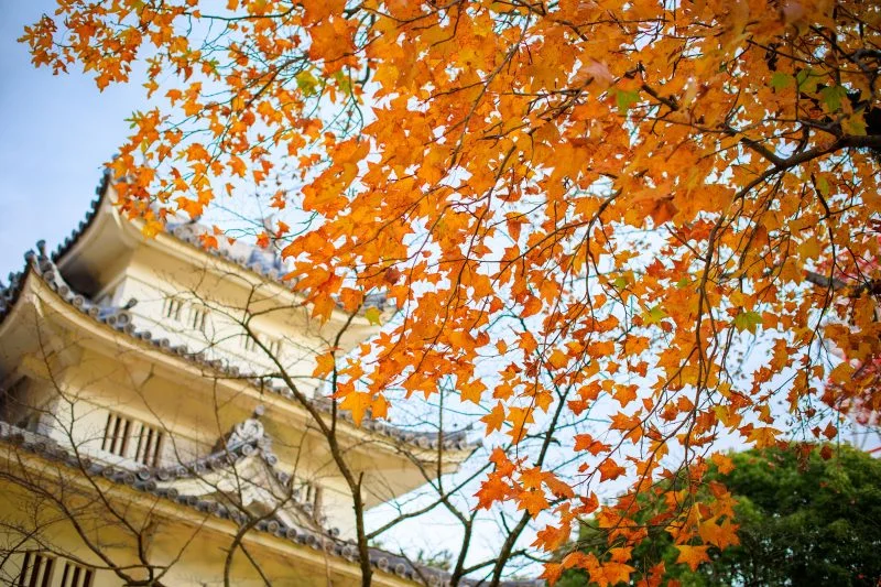 無料壁紙 色づく紅葉。PCとデスクトップ壁紙に最適な4K高画質の無料壁紙。三重県津市の津城（お城公園）で撮影したフリー写真素材