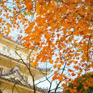 無料壁紙 色づく紅葉。PCとデスクトップ壁紙に最適な4K高画質の無料壁紙。三重県津市の津城（お城公園）で撮影したフリー写真素材