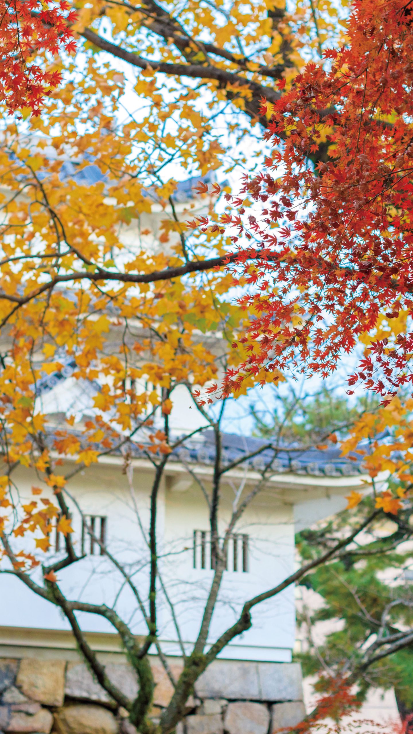 無料壁紙 津城の紅葉。PCとデスクトップ壁紙に最適な4K高画質の無料壁紙。三重県津市の津城(お城公園)で撮影したフリー写真素材