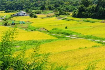 無料壁紙 展望台から眺める段々とした棚田。PCとデスクトップ壁紙に最適な4K高画質の無料壁紙。三重県伊賀市の西山の棚田で撮影したフリー写真素材