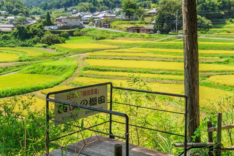 無料壁紙 展望台。PCとデスクトップ壁紙に最適な4K高画質の無料壁紙。三重県伊賀市の西山の棚田で撮影したフリー写真素材