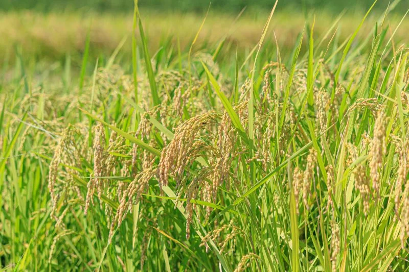 無料壁紙 伊賀米の稲穂。PCとデスクトップ壁紙に最適な4K高画質の無料壁紙。三重県伊賀市の西山の棚田で撮影したフリー写真素材