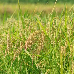 無料壁紙 伊賀米の稲穂。PCとデスクトップ壁紙に最適な4K高画質の無料壁紙。三重県伊賀市の西山の棚田で撮影したフリー写真素材