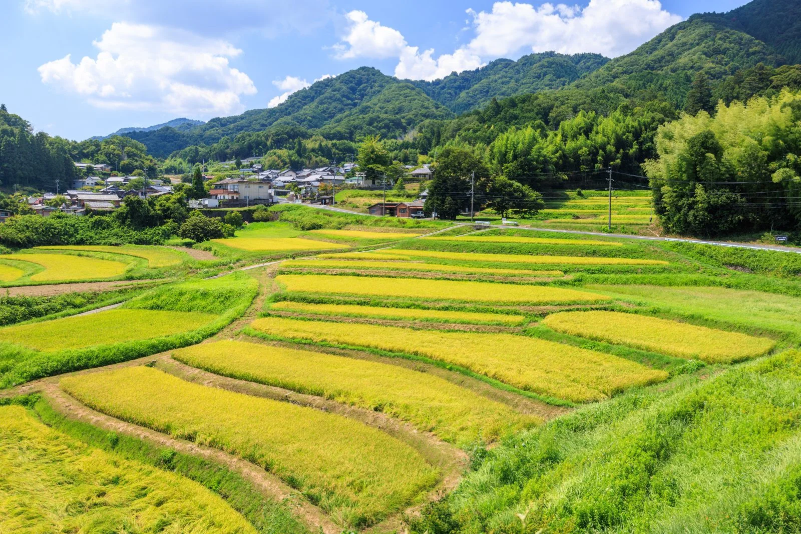 西山の棚田