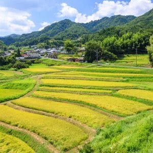 西山の棚田のフリー素材・壁紙