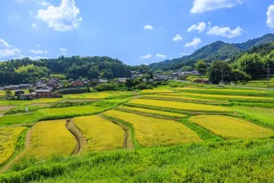 無料壁紙 段々と続く棚田。PCとデスクトップ壁紙に最適な4K高画質の無料壁紙。三重県伊賀市の西山の棚田で撮影したフリー写真素材