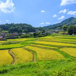 無料壁紙 段々と続く棚田。PCとデスクトップ壁紙に最適な4K高画質の無料壁紙。三重県伊賀市の西山の棚田で撮影したフリー写真素材