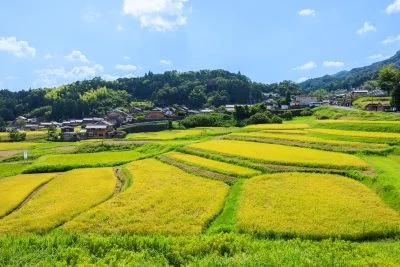 無料壁紙 高台の坂道から見渡す棚田。PCとデスクトップ壁紙に最適な4K高画質の無料壁紙。三重県伊賀市の西山の棚田で撮影したフリー写真素材