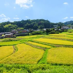 無料壁紙 高台の坂道から見渡す棚田。PCとデスクトップ壁紙に最適な4K高画質の無料壁紙。三重県伊賀市の西山の棚田で撮影したフリー写真素材