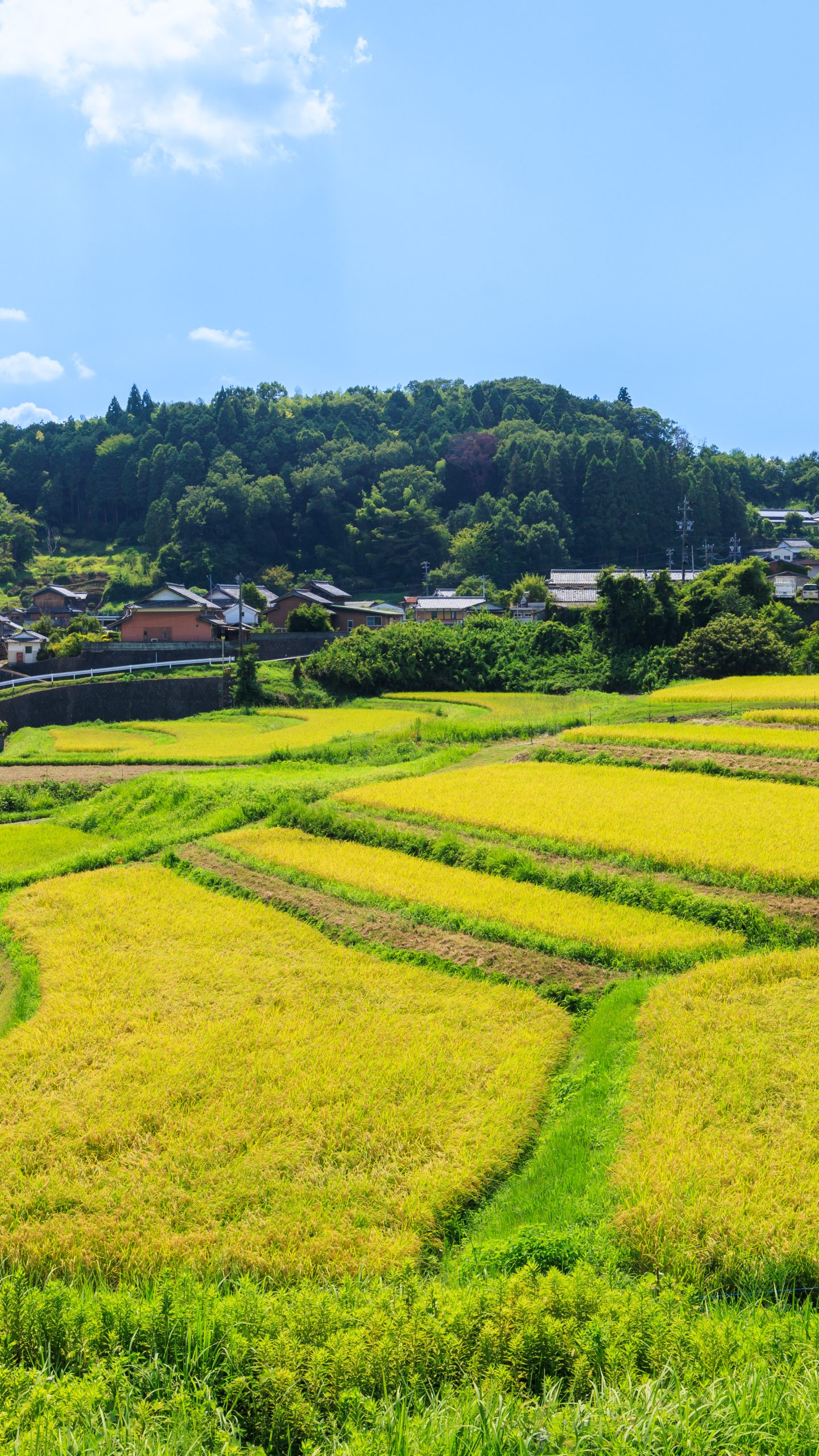 高台の坂道から見渡す棚田(三重県伊賀市・西山の棚田)