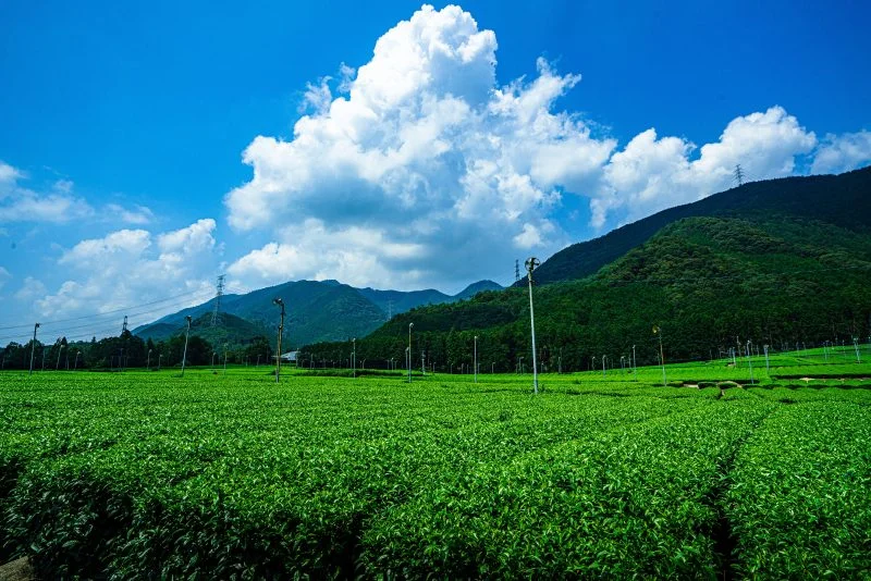 無料壁紙 【松阪茶】入道雲と茶畑。PCとデスクトップ壁紙に最適な4K高画質の無料壁紙。三重県三重グルメの伊勢茶で撮影したフリー写真素材