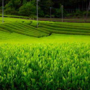 無料壁紙 【松阪茶】優美な茶畑ウェーブ。PCとデスクトップ壁紙に最適な4K高画質の無料壁紙。三重県三重グルメの伊勢茶で撮影したフリー写真素材