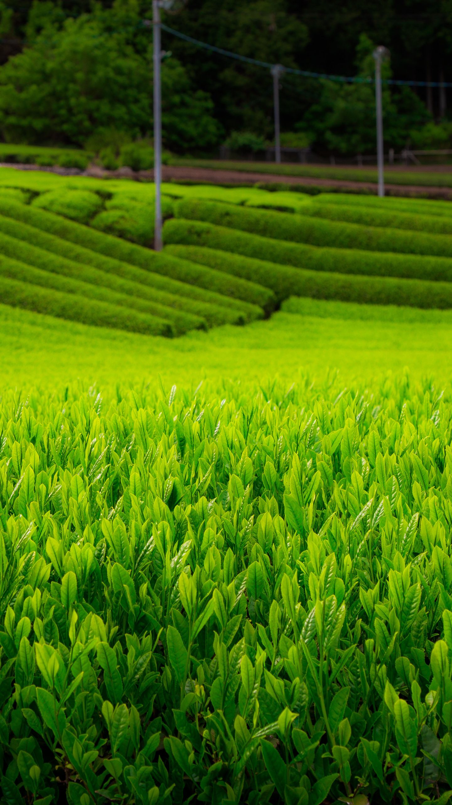 【松阪茶】優美な茶畑ウェーブ(三重県三重グルメ・伊勢茶)