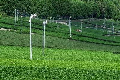 無料壁紙 【松阪茶】茶畑の扇風機（防霜ファン）。PCとデスクトップ壁紙に最適な4K高画質の無料壁紙。三重県三重グルメの伊勢茶で撮影したフリー写真素材