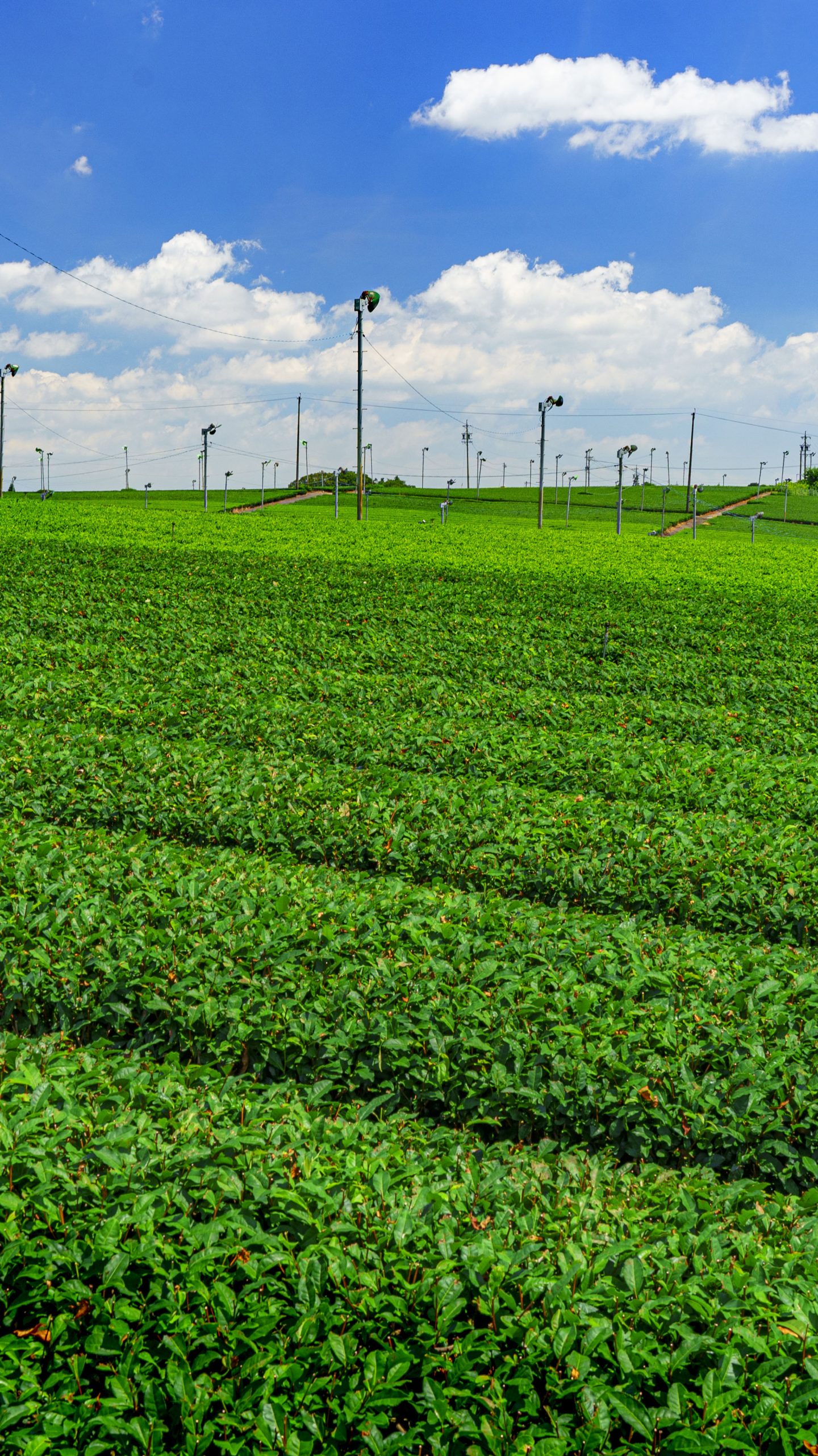【亀山茶】茶畑ウェーブ(三重県三重グルメ・伊勢茶)