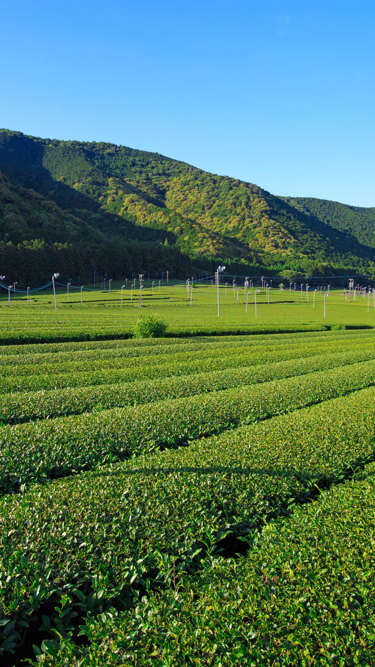 【松阪茶】2番茶の季節(三重県三重グルメ・伊勢茶)
