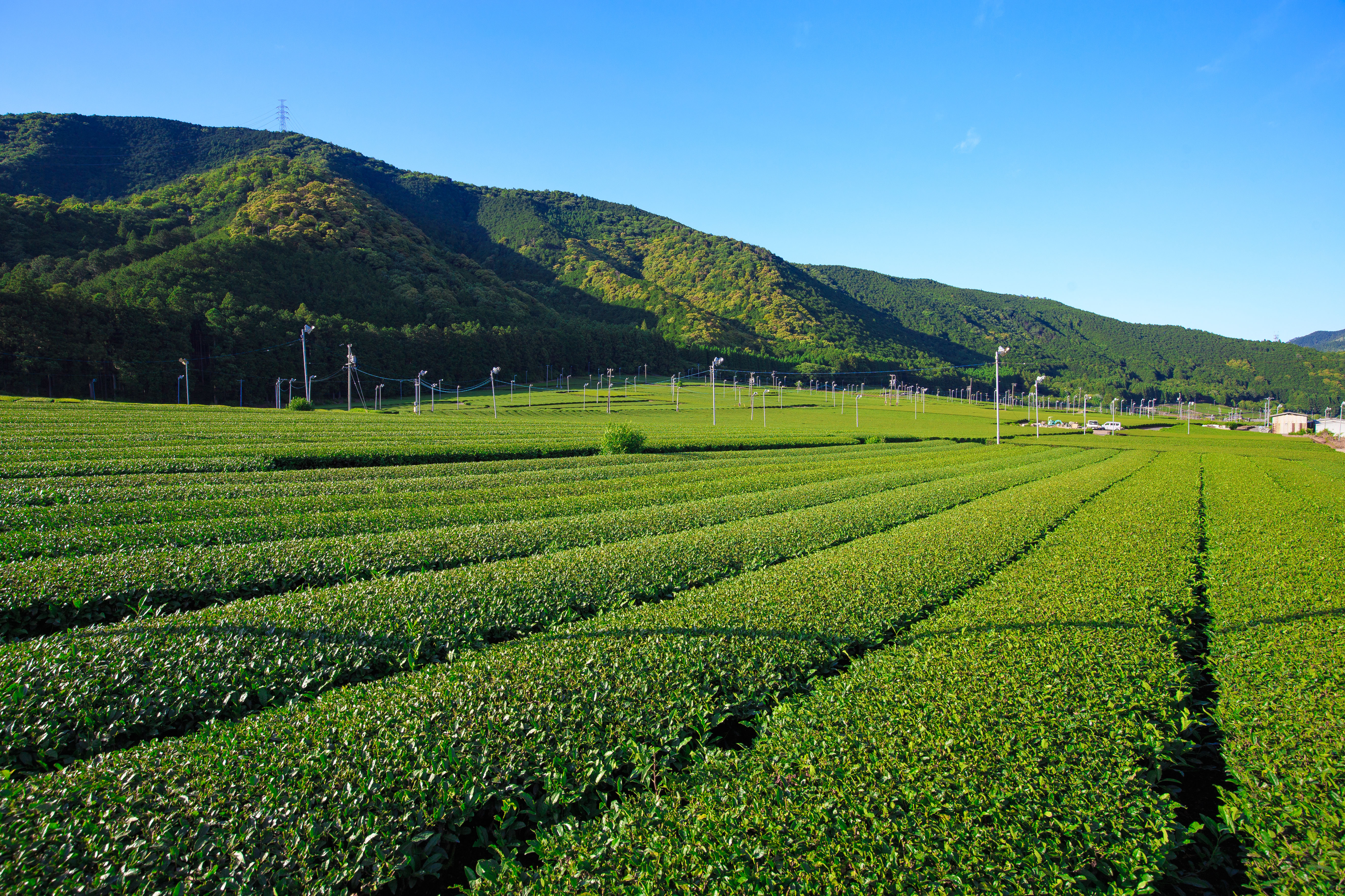 無料壁紙 【松阪茶】2番茶の季節。PCとデスクトップ壁紙に最適な4K高画質の無料壁紙。三重県三重グルメの伊勢茶で撮影したフリー写真素材