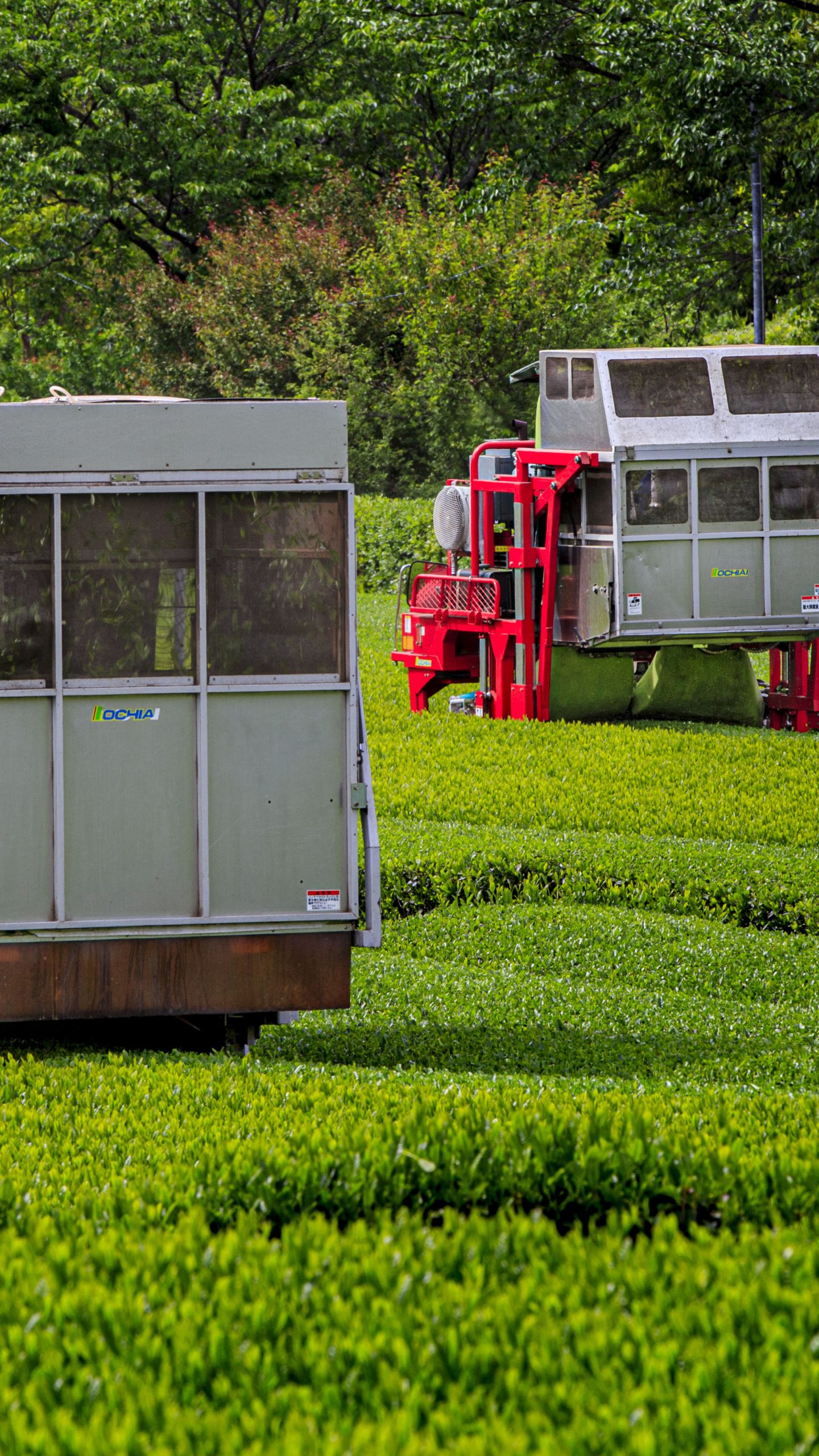 茶葉を刈るトラクター(三重県三重グルメ・伊勢茶)